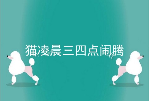 猫凌晨三四点闹腾