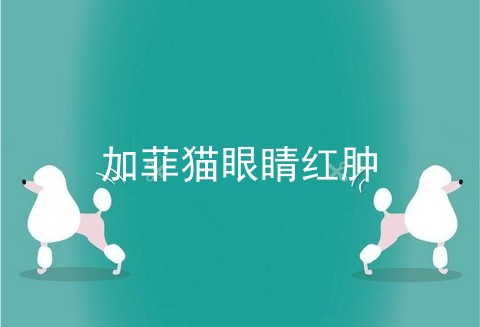 加菲猫眼睛红肿
