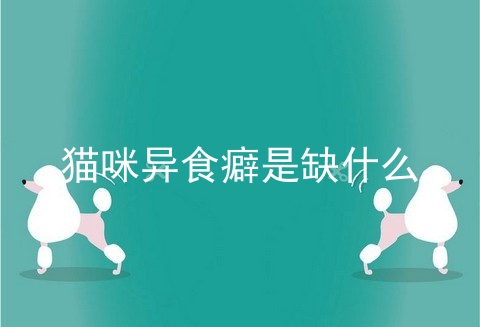 猫咪异食癖是缺什么
