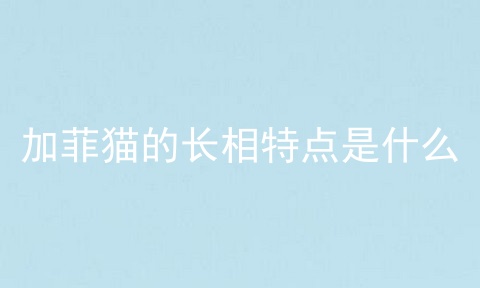加菲猫的长相特点是什么