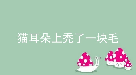 猫耳朵上秃了一块毛