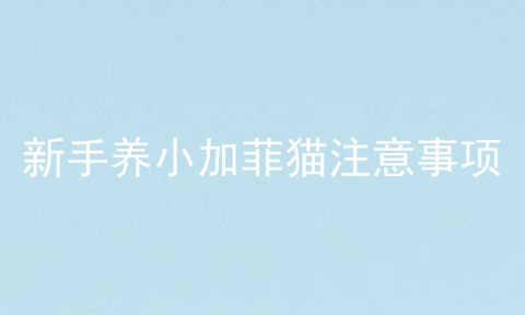 新手养小加菲猫注意事项