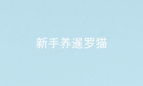 新手养暹罗猫