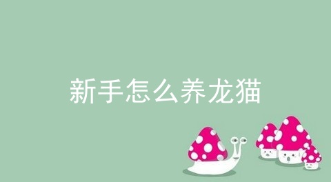 新手怎么养龙猫