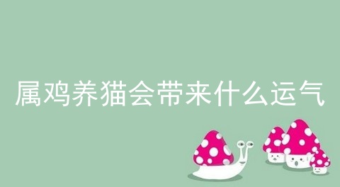 属鸡养猫会带来什么运气