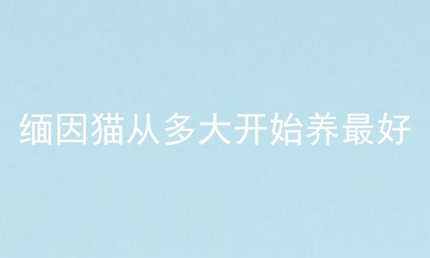缅因猫从多大开始养最好