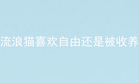 流浪猫喜欢自由还是被收养
