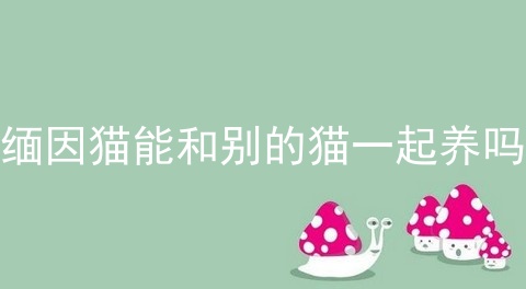 缅因猫能和别的猫一起养吗