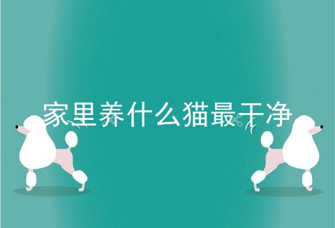 家里养什么猫最干净