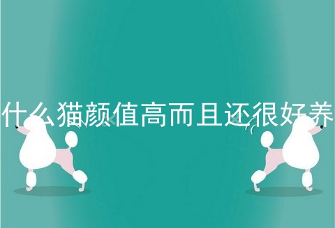 什么猫颜值高而且还很好养