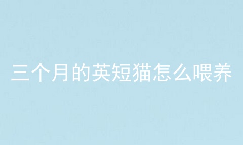 三个月的英短猫怎么喂养