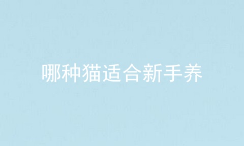 哪种猫适合新手养