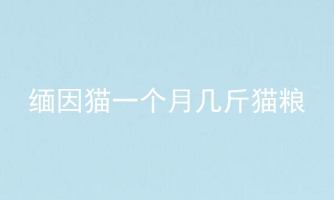 缅因猫一个月几斤猫粮