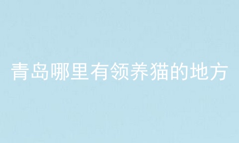 青岛哪里有领养猫的地方