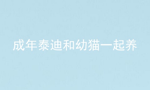 成年泰迪和幼猫一起养