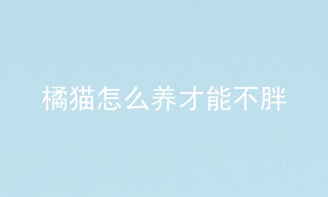 橘猫怎么养才能不胖