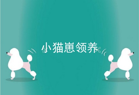 小猫崽领养