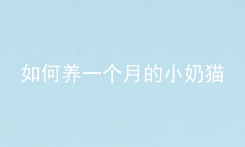 如何养一个月的小奶猫