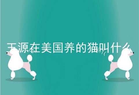 王源在美国养的猫叫什么