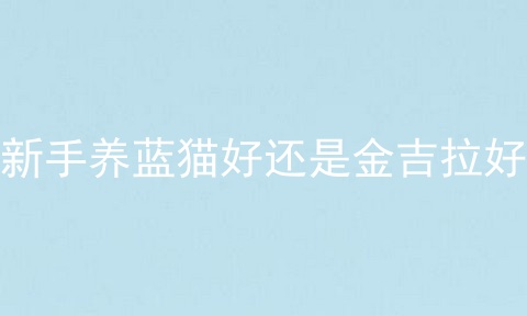 新手养蓝猫好还是金吉拉好