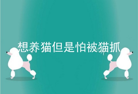想养猫但是怕被猫抓