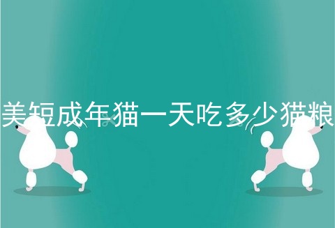 美短成年猫一天吃多少猫粮