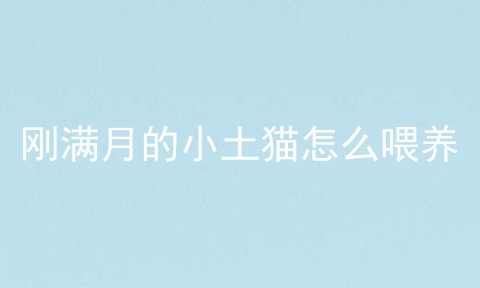刚满月的小土猫怎么喂养