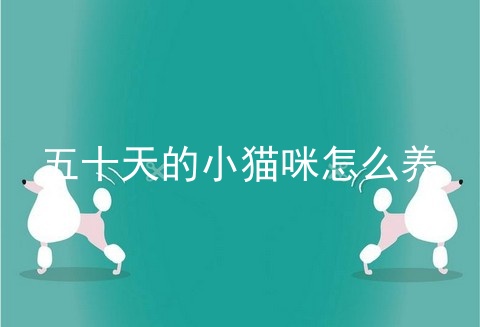 五十天的小猫咪怎么养