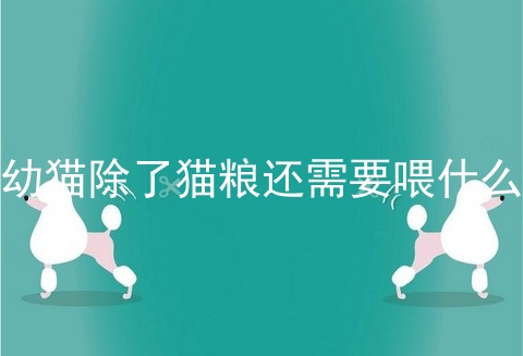 幼猫除了猫粮还需要喂什么