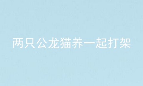 两只公龙猫养一起打架