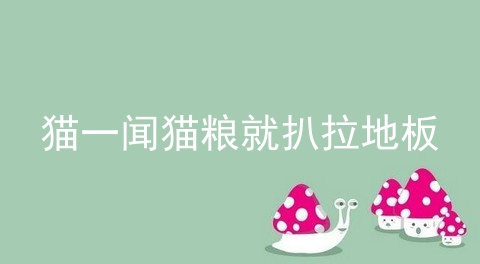 猫一闻猫粮就扒拉地板