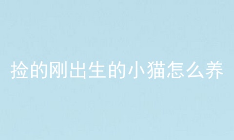 捡的刚出生的小猫怎么养