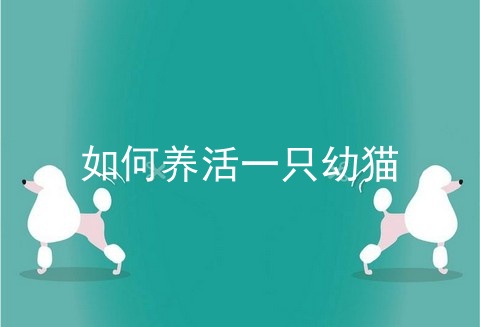 如何养活一只幼猫