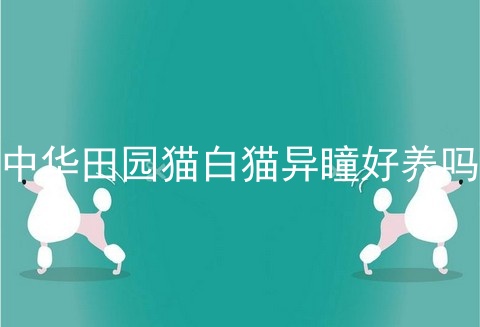 中华田园猫白猫异瞳好养吗