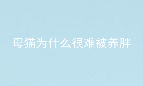 母猫为什么很难被养胖