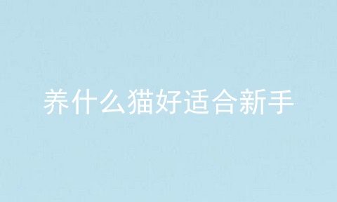 养什么猫好适合新手