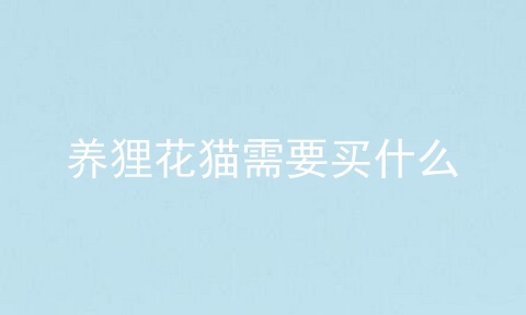 养狸花猫需要买什么