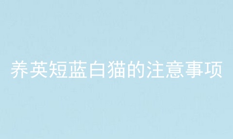养英短蓝白猫的注意事项