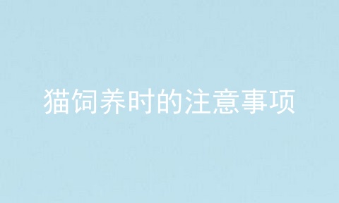 猫饲养时的注意事项