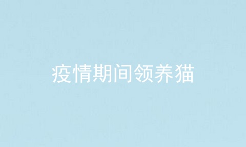 疫情期间领养猫