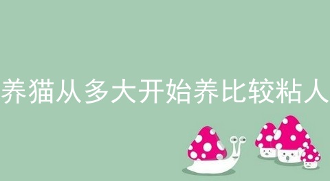 养猫从多大开始养比较粘人