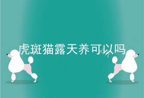 虎斑猫露天养可以吗