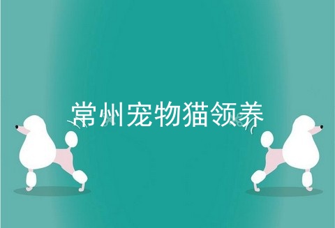 常州宠物猫领养