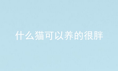 什么猫可以养的很胖