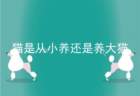 猫是从小养还是养大猫