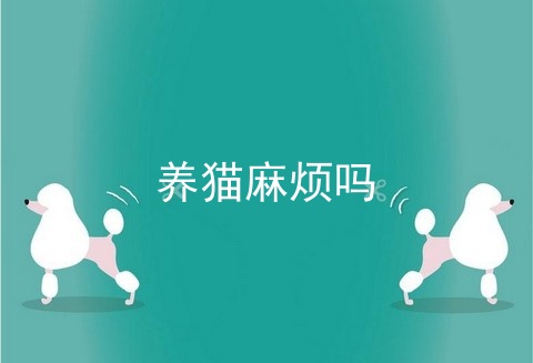 养猫麻烦吗