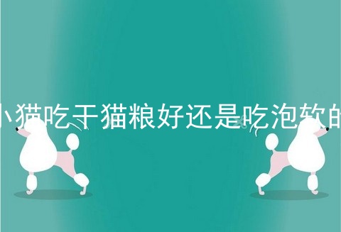 小猫吃干猫粮好还是吃泡软的