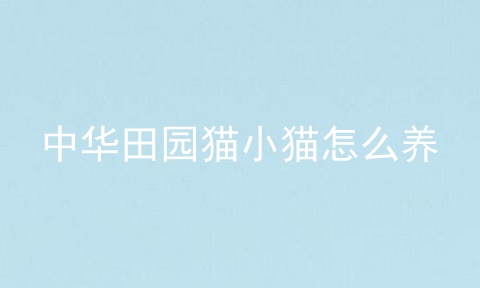中华田园猫小猫怎么养