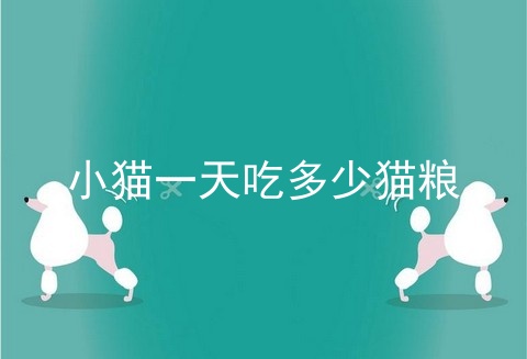小猫一天吃多少猫粮