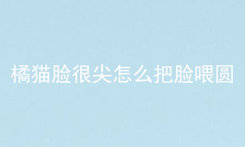 橘猫脸很尖怎么把脸喂圆